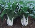Chinese cabbage